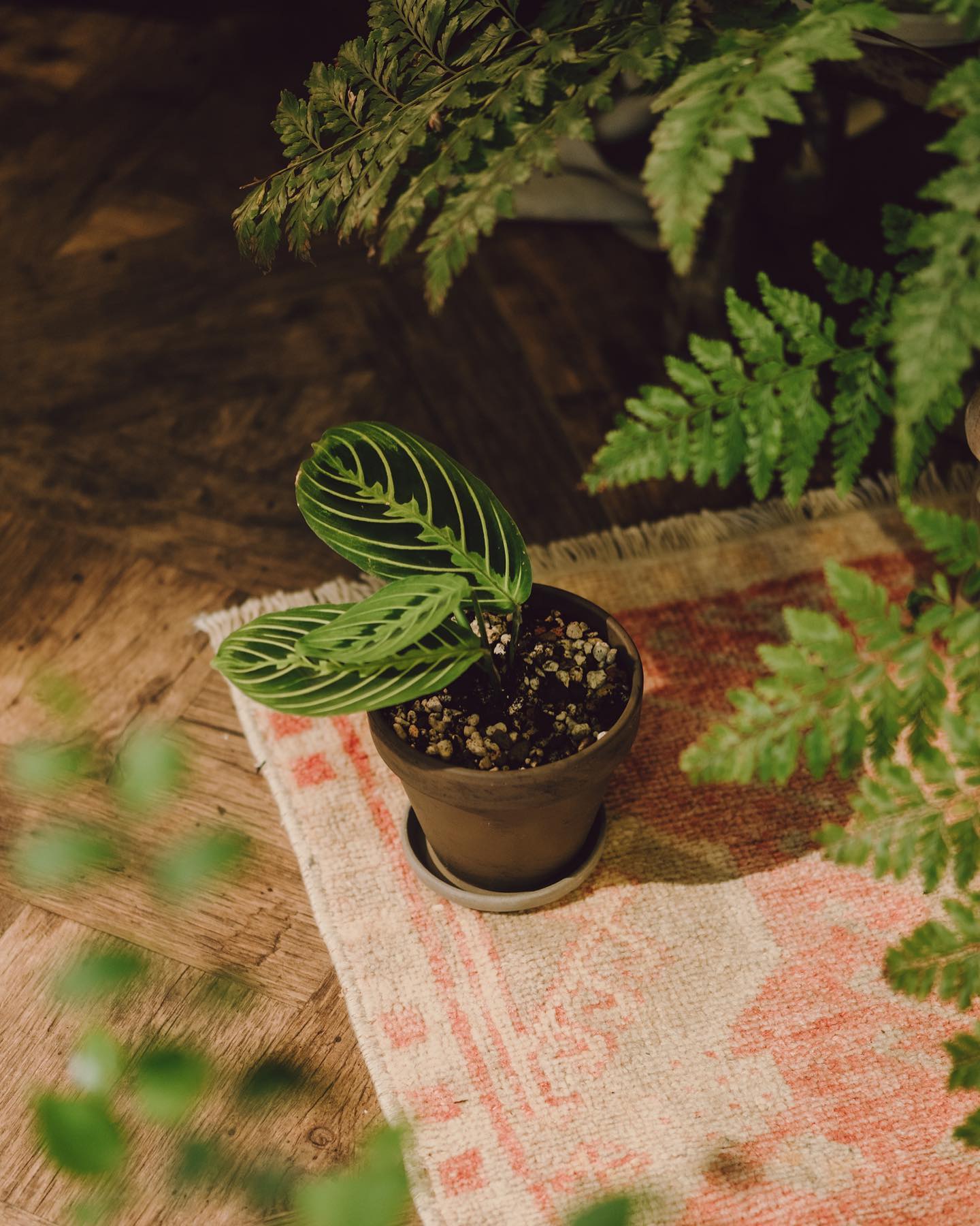 Petite Planter – mrs. inoue